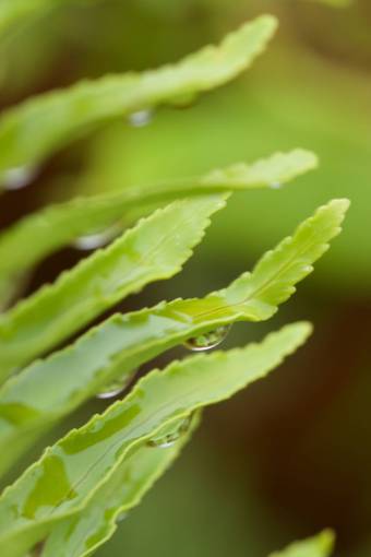 wet  leaves  plant  background  green  organic  nature