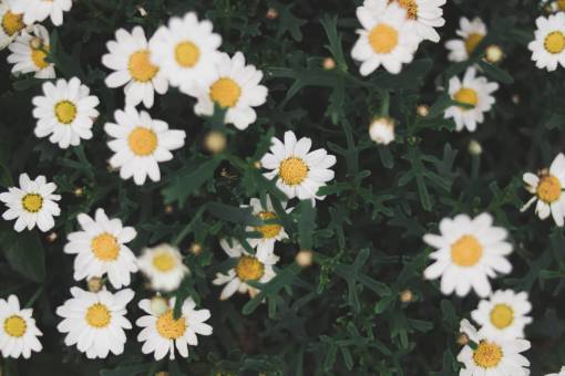 daisy-plant white  daisy  summer  plant  nature  yellow  bush