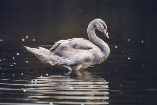 pond white  swan  pond  water  river  wet  splash