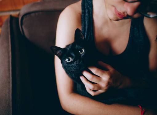 kitten woman  black  cat  pet  kitten  animals  black dress