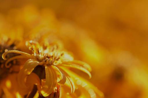 copyspace flor amarilla fondo floral flora naturaleza dorada