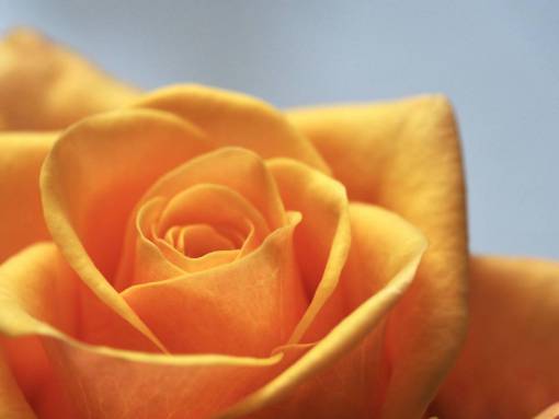 corazon flor rosa amarilla amor corazón cerrar naturaleza