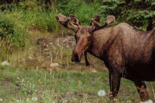 bosques Un alce en Alaska