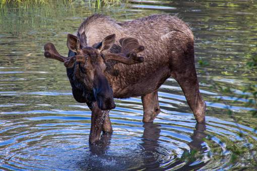 bosques Un alce en Alaska