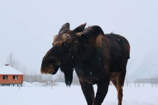 A Moose in Alaska