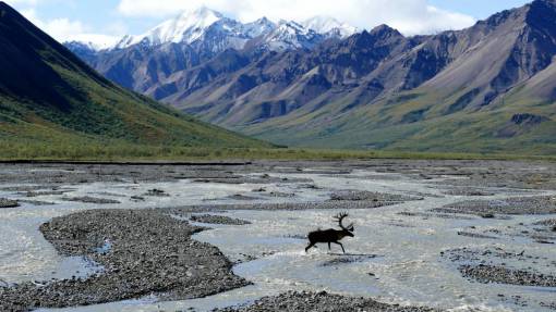 park A muse at Denali National Park in Alaska, US
