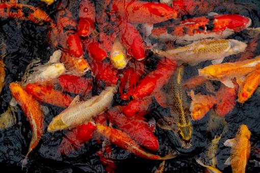 underwater carp fish