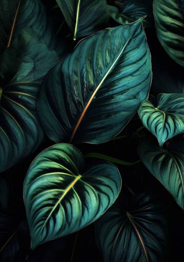 green Detail of leaves of a spathiphyllum cannifolium plant
