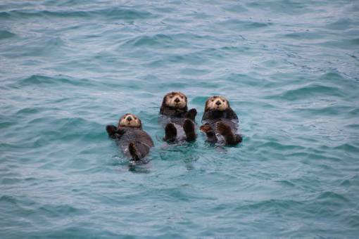 fauna Nutrias flotando en el mar