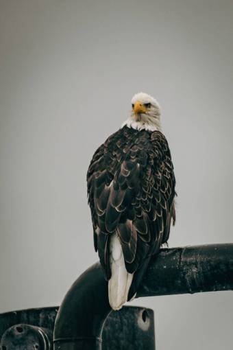 simbolo Retrato de un águila americana