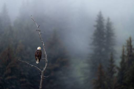 simbolo Retrato de un águila americana