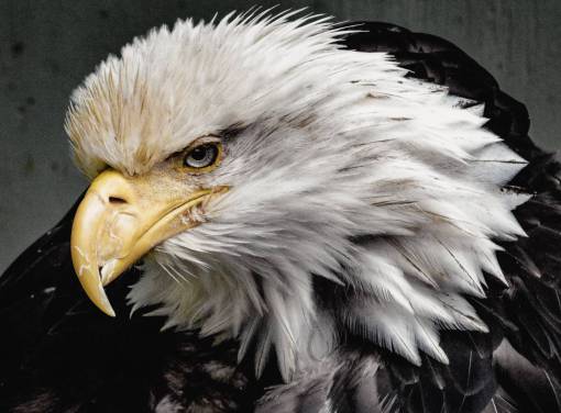 simbolo Retrato de un águila americana