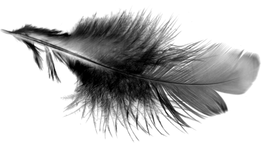  Black Feathers Overlay PNG