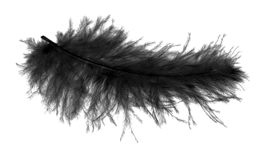  Black Feathers Overlay PNG
