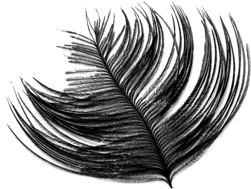  Black Feathers Overlay PNG