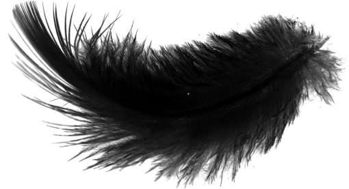  Black Feathers Overlay PNG