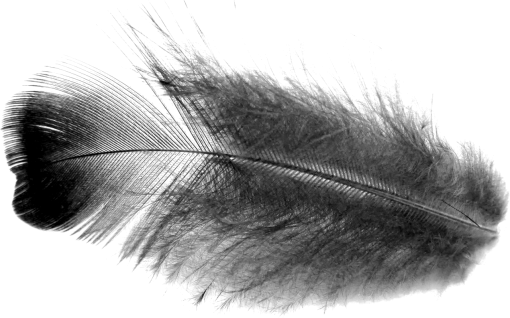  Black Feathers Overlay PNG