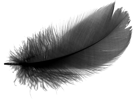  Black Feathers Overlay PNG