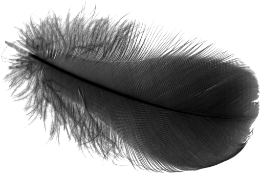 Black Feathers Overlay PNG