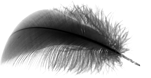 png  Black Feathers Overlay PNG