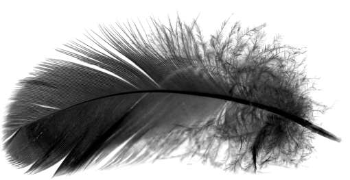 png  Black Feathers Overlay PNG