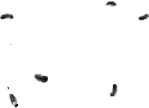 png  Black Feathers Overlay PNG