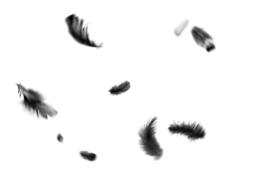 png  Black Feathers Overlay PNG