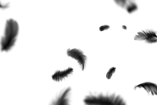 png  Black Feathers Overlay PNG