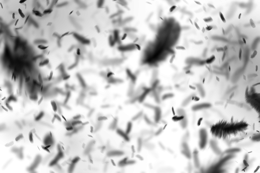 png  Black Feathers Overlay PNG