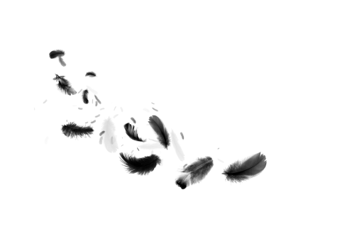 png  Black Feathers Overlay PNG