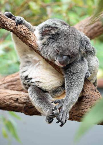 🥇 Image of Koala sleeping in a tree - 【FREE PHOTO】 100038012