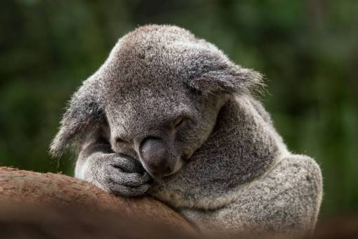 bosques Koala durmiendo en un árbol
