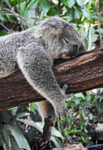 bosques Koala durmiendo en un árbol