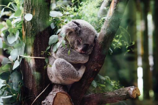 bosques Koala durmiendo en un árbol