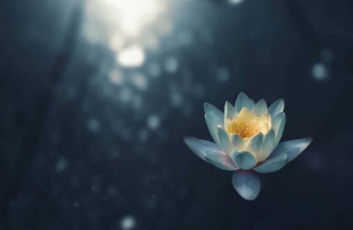 meditating Lotus Flower