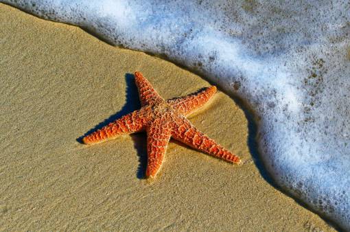 conceptos Estrella de mar en la playa