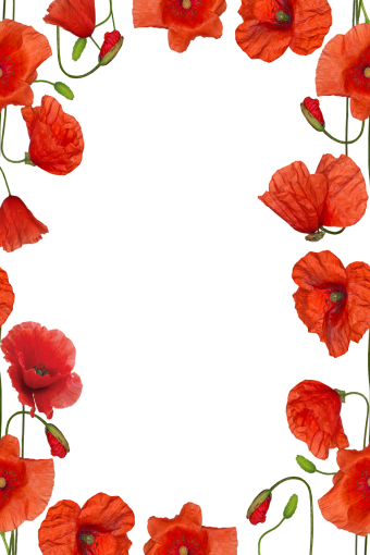 png  Wild poppies Overlay PNG