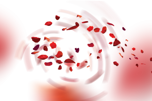 png  Wild poppies Overlay PNG
