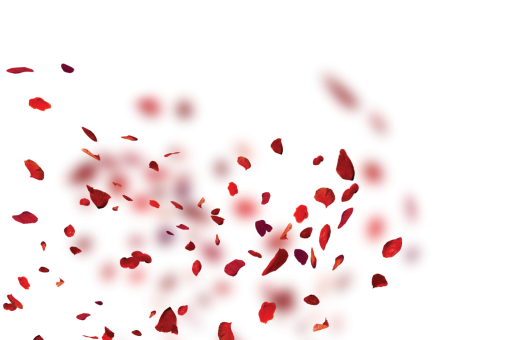 png  Wild poppies Overlay PNG