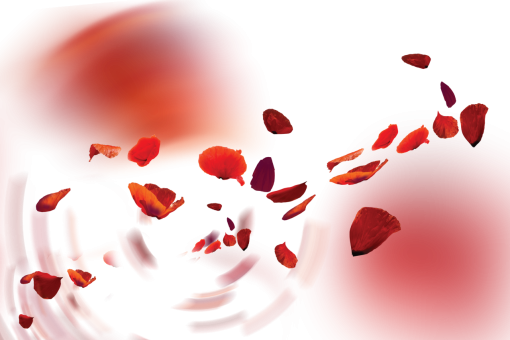 png  Wild poppies Overlay PNG