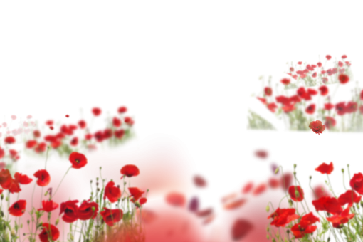 png  Wild poppies Overlay PNG
