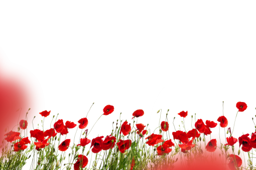 png  Wild poppies Overlay PNG