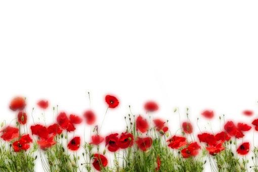 png  Wild poppies Overlay PNG