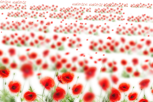 png  Wild poppies Overlay PNG