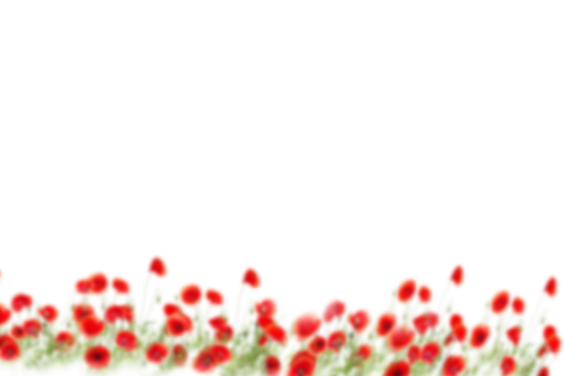 png  Wild poppies Overlay PNG