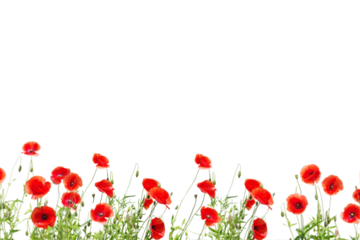 png  Wild poppies Overlay PNG