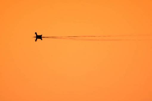 silhouette A duck in a lake at sunset