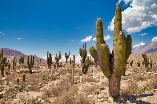 paisajes de argentina Cardon Cactus en la provincia de Jujuy en el norte de Argentina