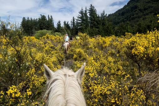 horse Horseback riding in Bariloche, Argentina