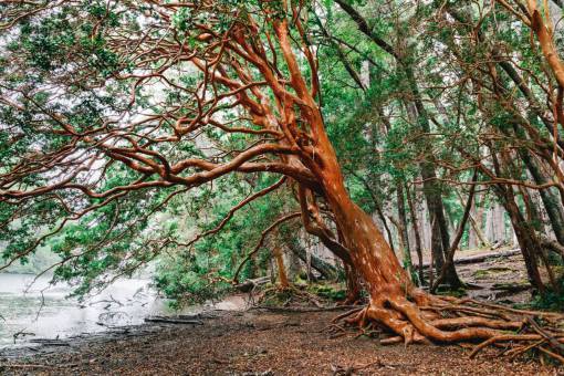 park Myrtle Forest in Patagonia Argentina